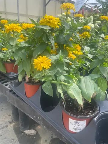 Zinnia