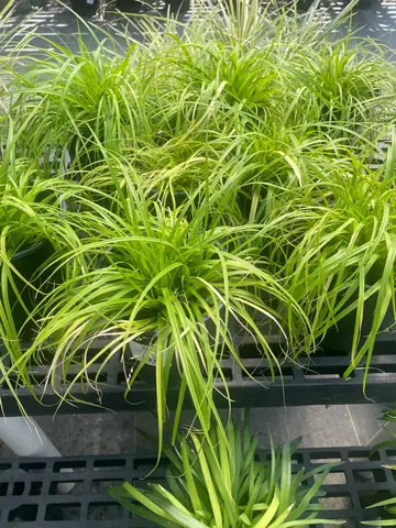 Carex (Carex 'EverColor Everillo')
