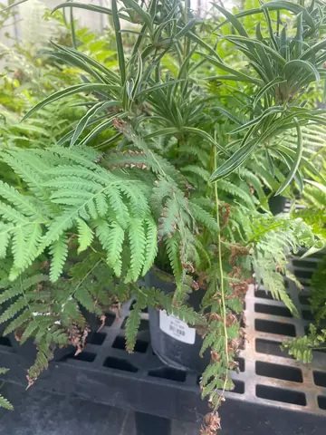 Southernwood Fern