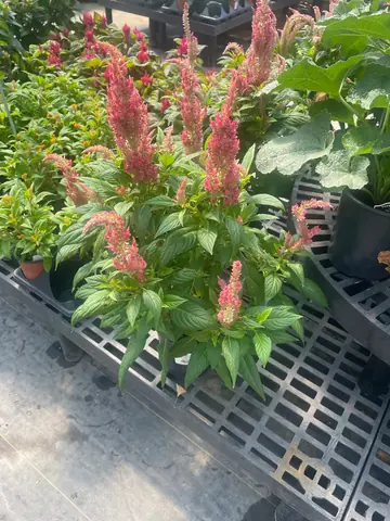 Celosia 'Kelos Fire Red'