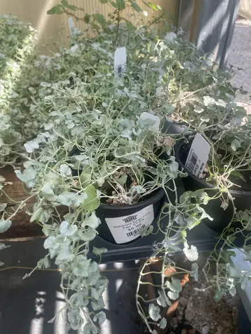Dichondra (Dichondra 'Silver Pony')