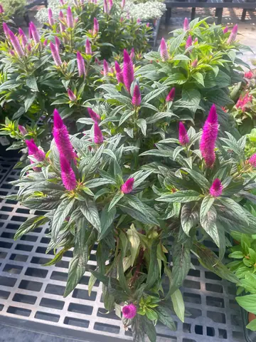 Celosia 'Intenz Dark Purple'