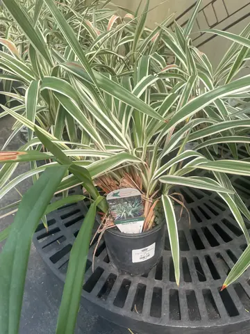 Flocks Lily Variegated