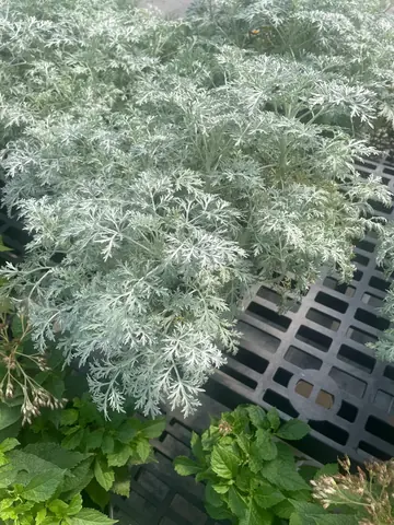 Artemisia (Artemisia 'Powis Castle')