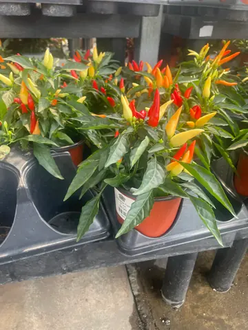 Ornamental Pepper