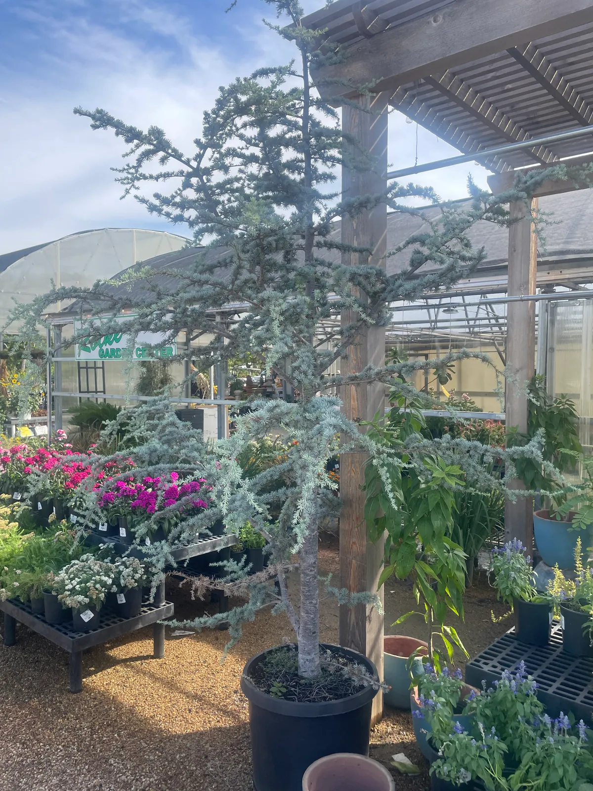 Blue Atlas Cedar