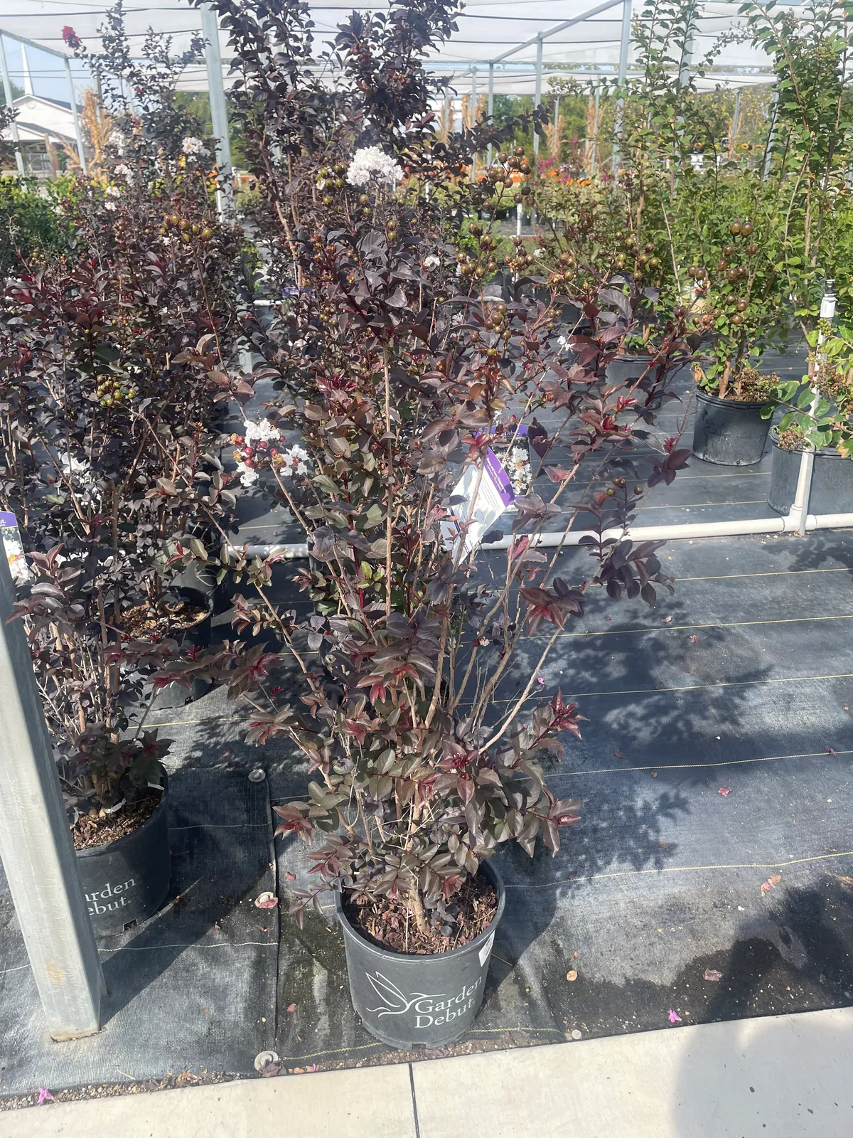 Ebony and Ivory Crape Myrtle (Lagerstroemia 'Ebony and Ivory')