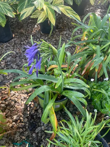 Peter Pan Agapanthus (Agapanthus 'Peter Pan')
