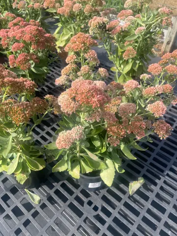 Sedum 'Autumn Joy'