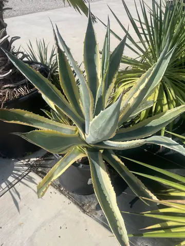 Variegated Century Plant (Agave americana (variegated))
