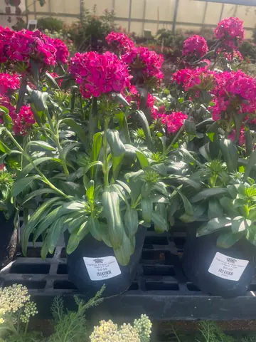 Amazon Neon Cherry Dianthus (Dianthus 'Amazon Neon Cherry')