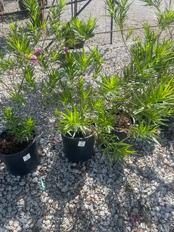 Bubba Desert Willow (Chilopsis 'Bubba')