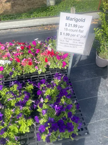 Marigold