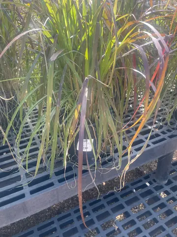 Fountain Grass 'Purple Fountain' (Pennisetum 'Purple Fountain')