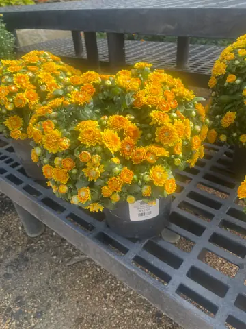 Mum 'Autumn Envy' (bronze) (Chrysanthemum 'Autumn Envy')