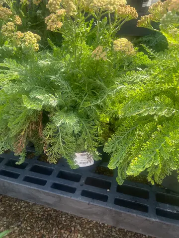 Milly Rock Yellow Terracotta Yarrow (Achillea 'Milly Rock Yellow Terracotta')