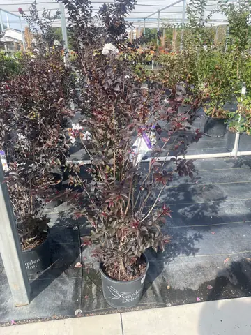 Ebony and Ivory Crape Myrtle (Lagerstroemia 'Ebony and Ivory')