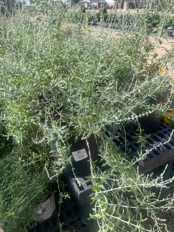 Russian Sage (Perovskia atriplicifolia)