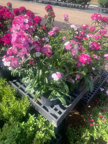 Dianthus (Dianthus 'Amazon Rose Magic')