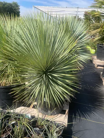 Blue Century Yucca (Yucca rostrata)