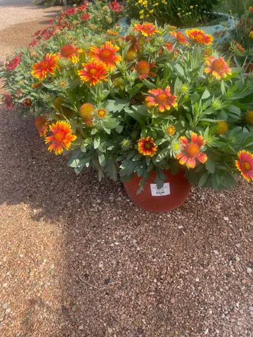 Gaillardia (Gaillardia 'Arizona Sun')