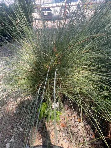 Ruby Muhly (Muhlenbergia capillaris)