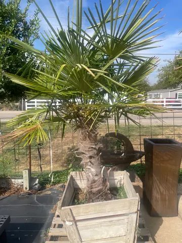 Windmill Palm (Trachycarpus fortunei)
