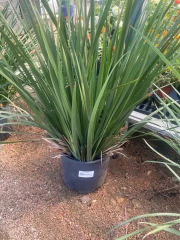 Orange Drop Butterfly Iris (Dietes 'Orange Drop')