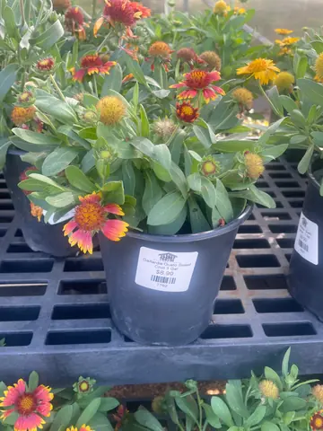 Blanket Flower 'Gusto Sweet Chili' (Gaillardia 'Gusto Sweet Chili')
