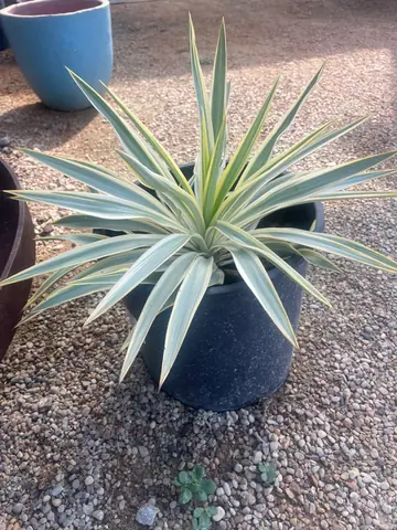 Bright Star Yucca (Yucca 'Bright Star')