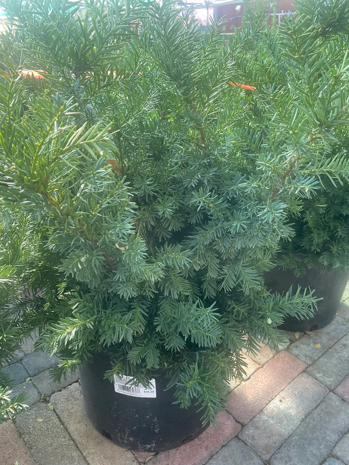 Taxus x media 'Densiformis'
