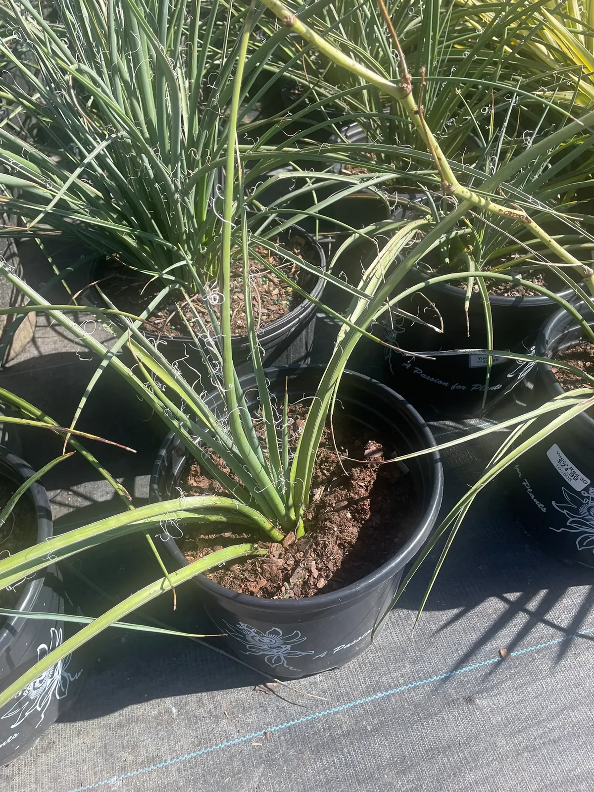 Red Yucca (Hesperaloe parviflora) — native Texas plant