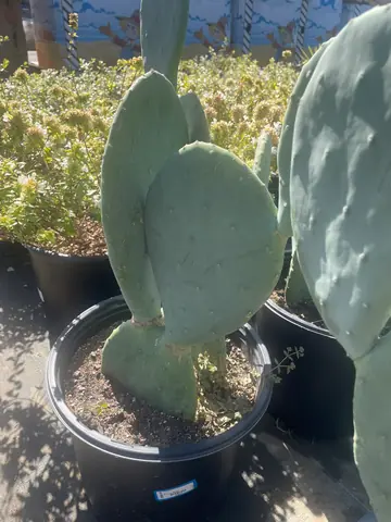 Prickly Pear