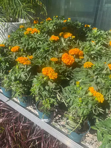 Marigold