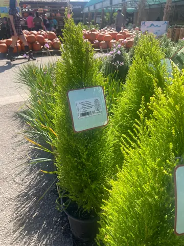 Lemon Cypress 'Wilma Goldcrest'