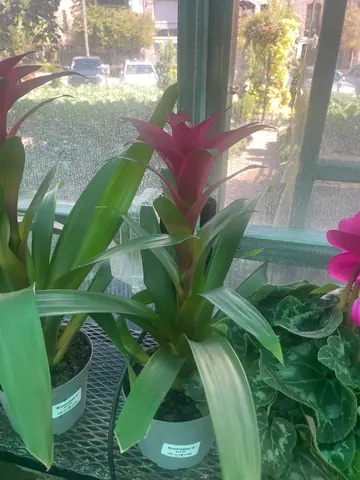 Bromeliads