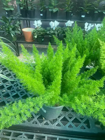 Foxtail Fern