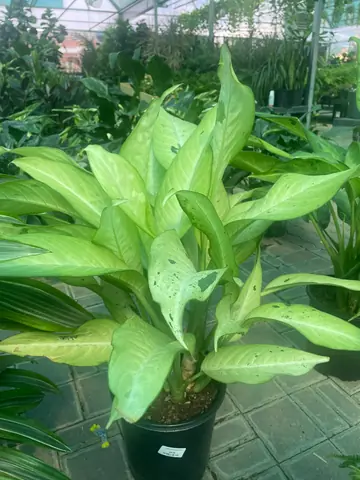 Dieffenbachia