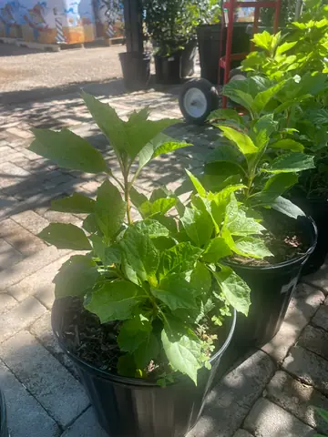 Oakleaf Hydrangea
