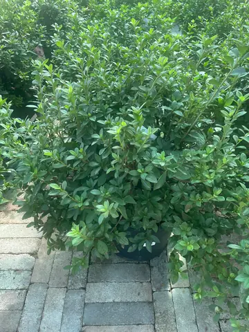 Azalea 'Purple Formosa'