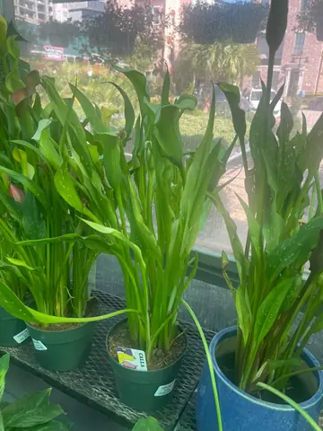 Calla Lily