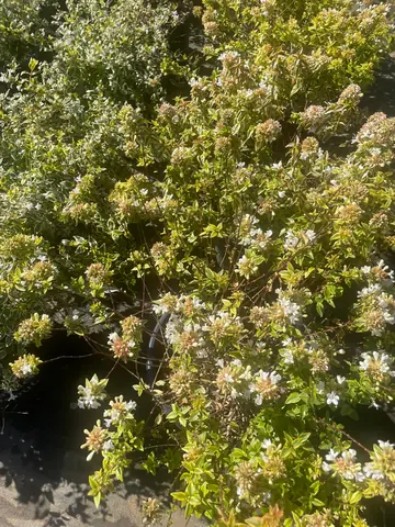 Kaleidoscope Abelia