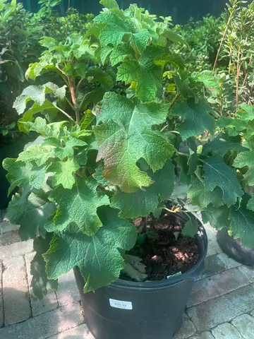 Oakleaf Hydrangea (Hydrangea quercifolia)