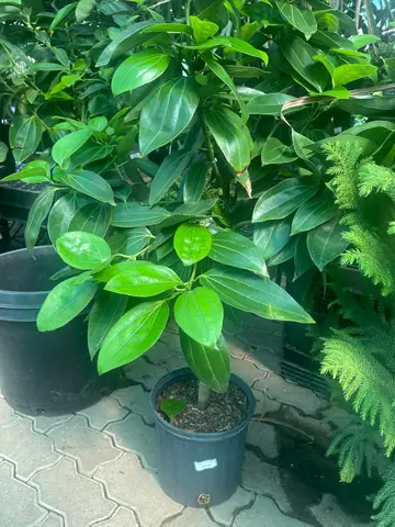 Canela Cinnamon Tree