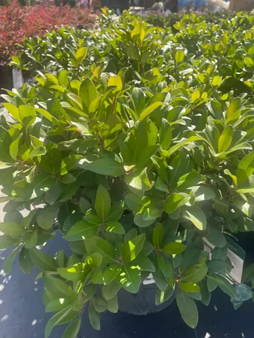 Indian Hawthorn 'Snow White'