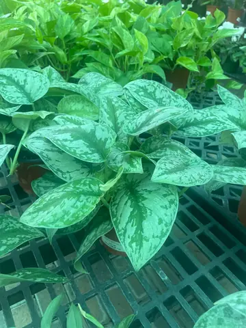 Scindapsus 'Silver Satin'