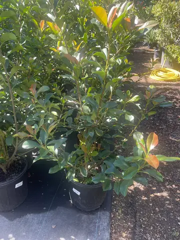 Fraser's Photinia