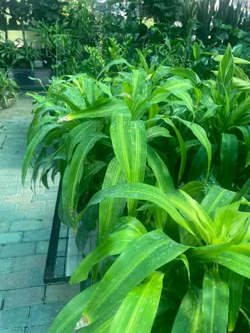 Mass Cane