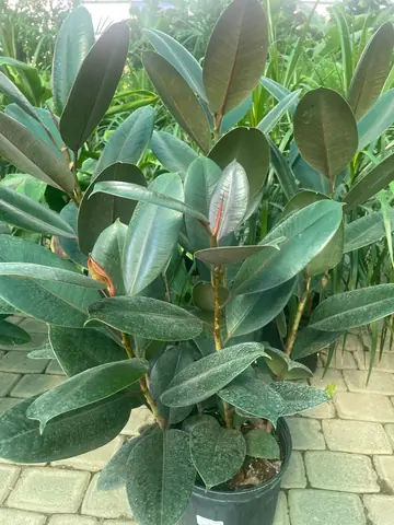 Ficus Rubber Bush