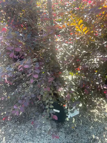 Loropetalum 'Purple Diamond'